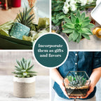 Shop Succulents Blue & Green Succulent Plant Pack Bulk Collection - Live Mini Succulent Plants, Low Maintenance, Mixture of Textures - Wedding and Party Favors, Gift & Garden, Pack of 256