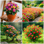 600 Lantana Flower Seeds – Colorful Perennial Seeds | Drought-Tolerant, Easy to Grow & Long-Blooming | Attracts Butterflies & Hummingbirds (600 Lantana Flower Seeds)