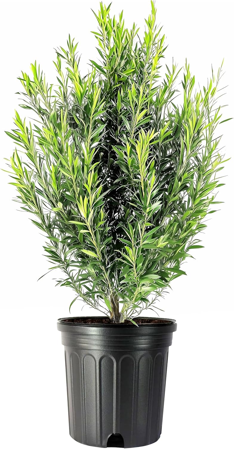 Podocarpus Japanese Yew | 1 Extra Large 3 Gallon Plant | Podocarpus Macrophyllus | Evergreen Shrub, Low Maintenance, Drought Tolerant, Privacy Screen Landscaping, Fast Growing, Ornamental Foliage