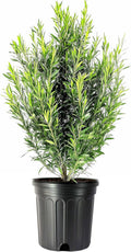 Podocarpus Japanese Yew | 2 Extra Large 3 Gallon Plants | Podocarpus Macrophyllus | Evergreen Shrub, Low Maintenance, Drought Tolerant, Privacy Screen Landscaping, Fast Growing, Ornamental Foliage