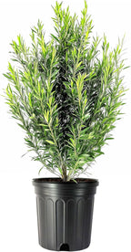 Podocarpus Japanese Yew | 2 Extra Large 3 Gallon Plants | Podocarpus Macrophyllus | Evergreen Shrub, Low Maintenance, Drought Tolerant, Privacy Screen Landscaping, Fast Growing, Ornamental Foliage