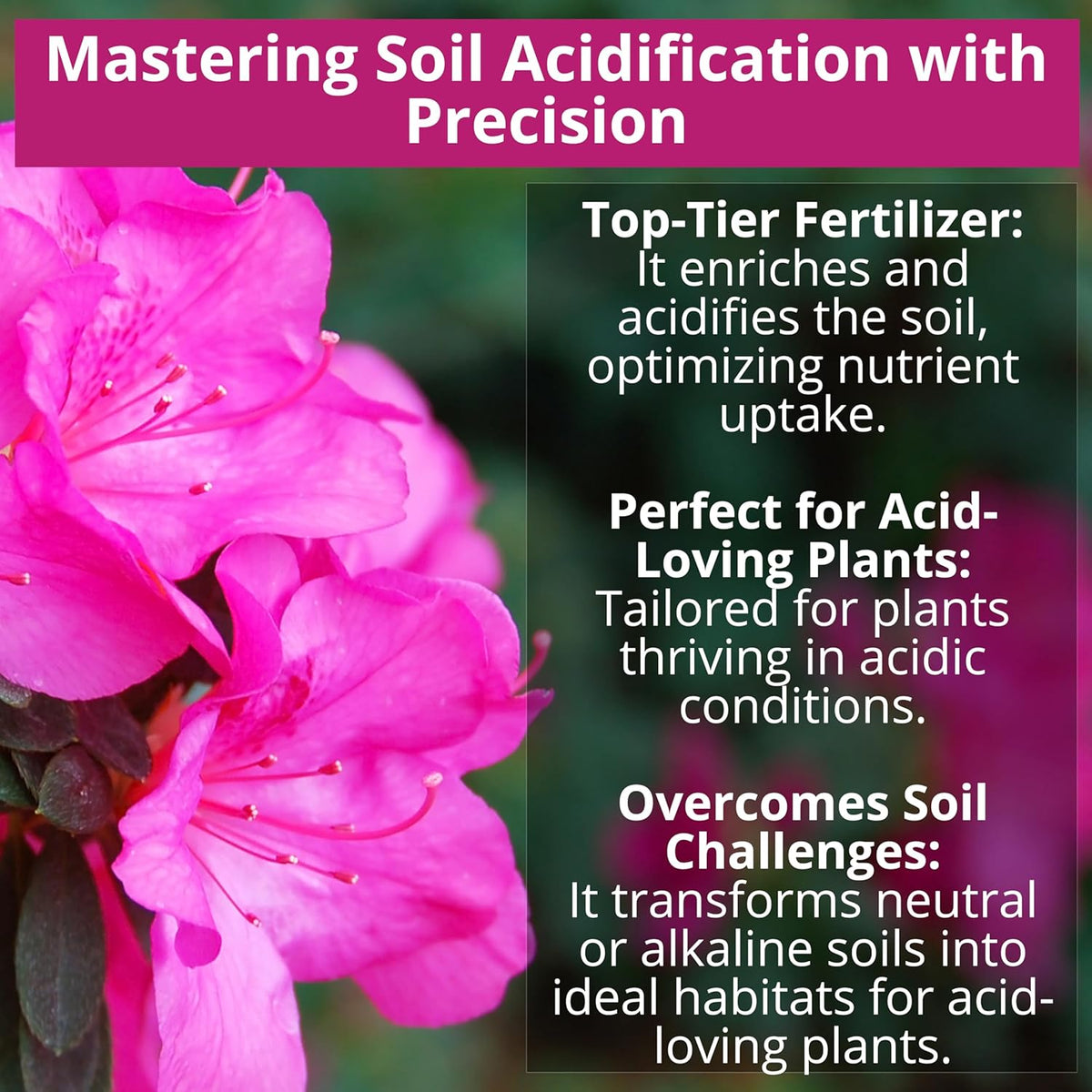 8-4-8 Acidic Fertilizer for Azaleas, Camellias (Camelia), Hydrangeas, Blueberries, Gardenias, Magnolia Trees, Evergreens, and Rhododendrons - Ideal Iron-Rich Plant Food (1 Quart)