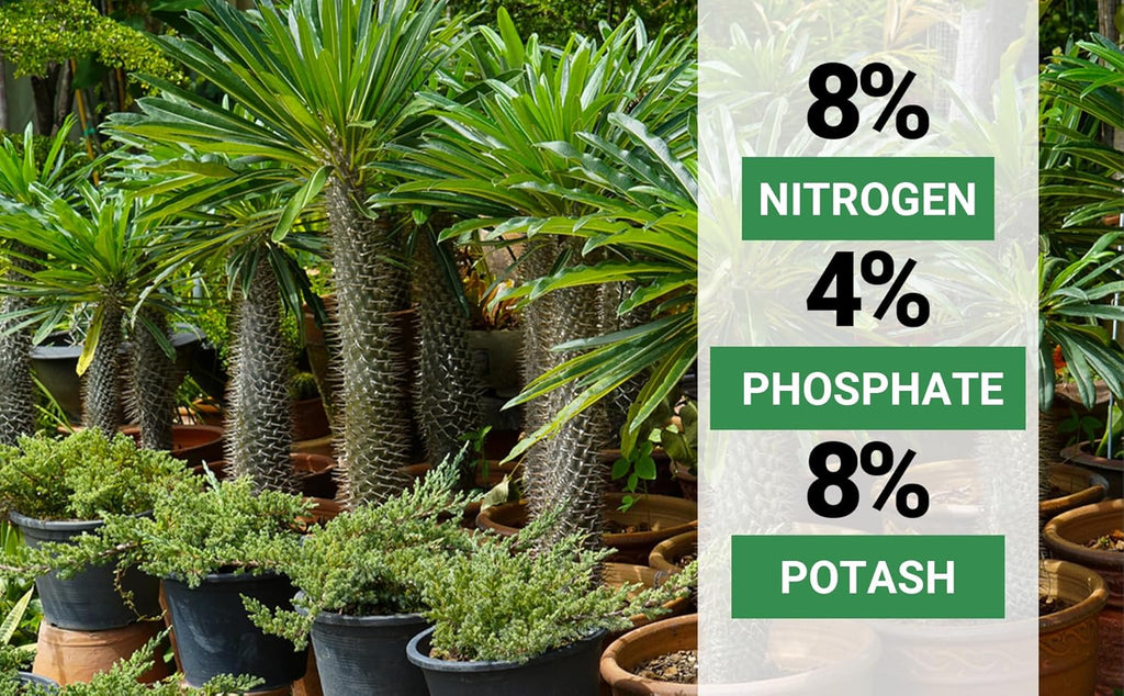 8-4-8 Professional Palm Tree Fertilizer Plant Food; for Indoor Potted Plants and Outdoor Landscape Palm Trees; Quick-Release Nitrogen Fertilizer and Continuous Feeding (3 QUARTS)