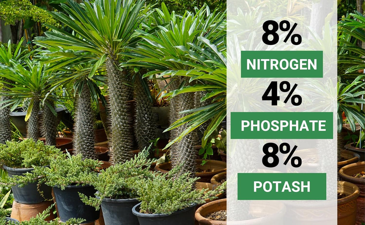 8-4-8 Professional Palm Tree Fertilizer Plant Food; for Indoor Potted Plants and Outdoor Landscape Palm Trees; Quick-Release Nitrogen Fertilizer and Continuous Feeding (3 QUARTS)
