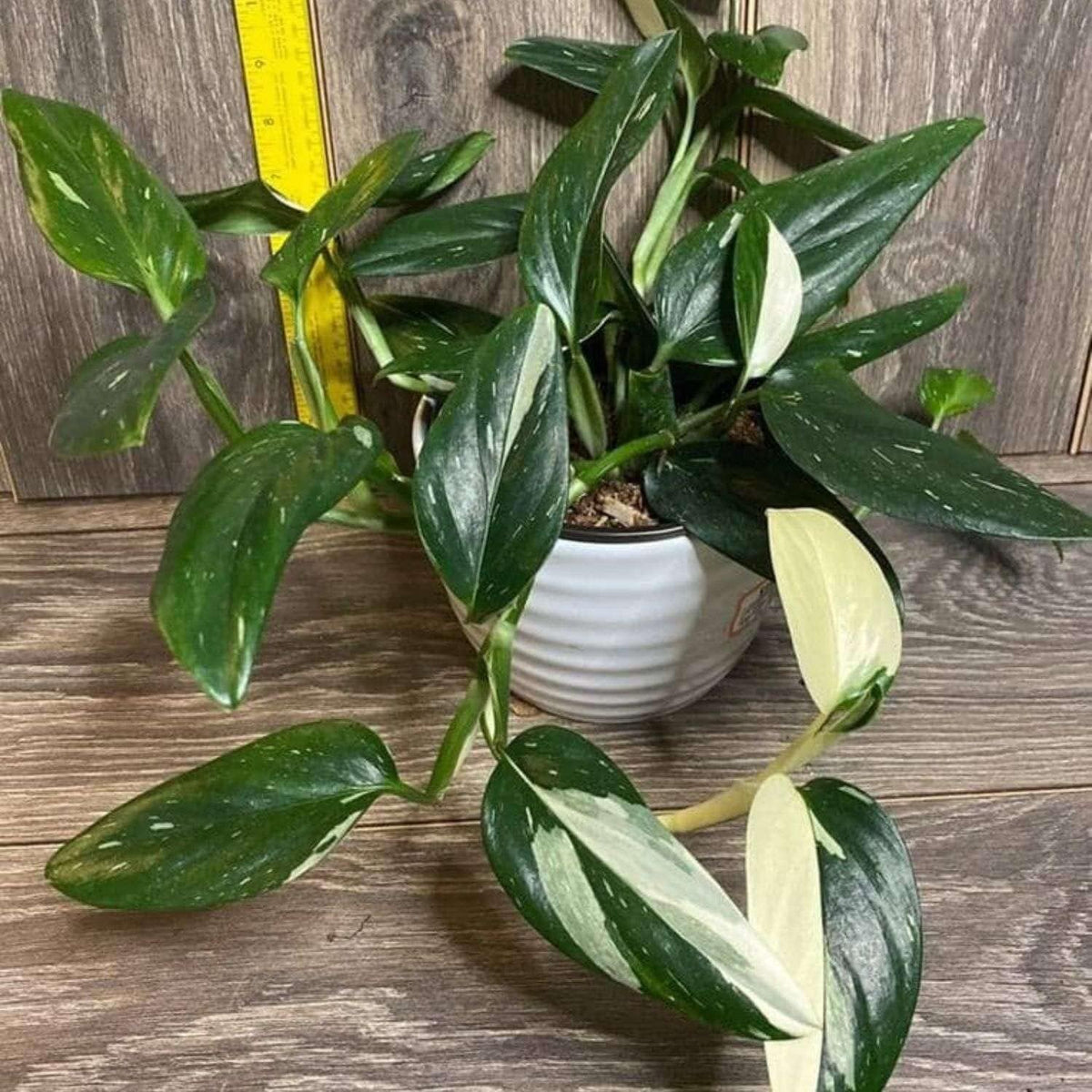 Monstera Standeleyana Albo Variegated Live Plant for Indoor | Different Houseplants in 4'' & 6'' Pot | Real House Plant for Living Room, Office, Desk & Bathroom | Five Holes