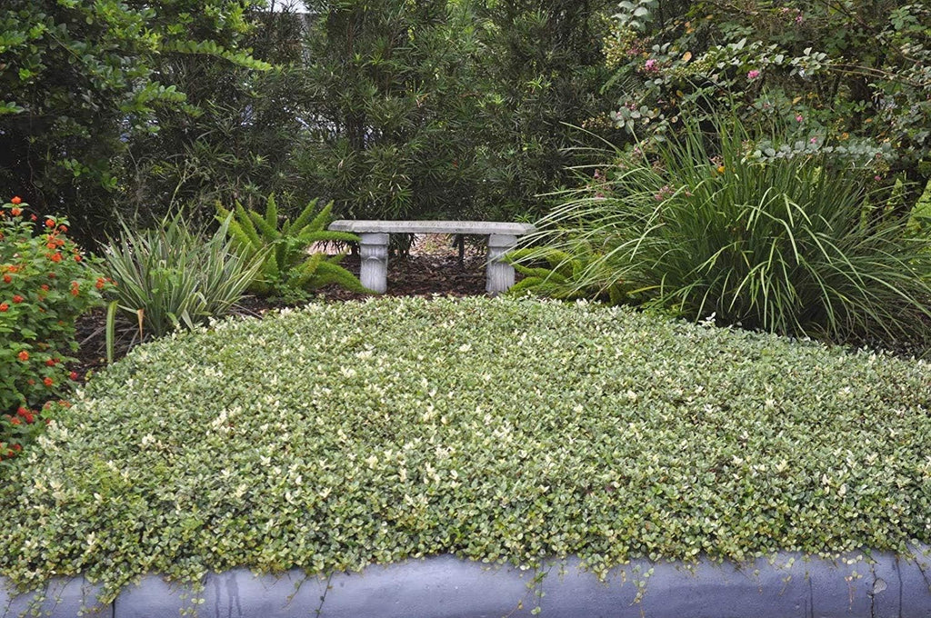 Variegated Asiatic Jasmine | 10 Live Plants | Trachelospermum Asiaticum | Fast Growing Ground Cover, Evergreen Foliage, Low Maintenance Vine, Landscaping Shrub, Drought Tolerant Plant