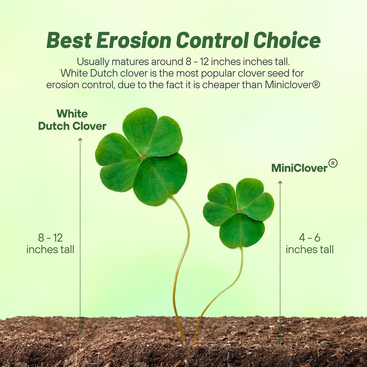 Outsidepride Perennial White Dutch Clover Seed - 10 lbs. Nitrocoated, Inoculated Clover Seeds for Lawn Alternative, Erosion Control, Food Plots, Ground Cover, & Pasture Mixtures in USDA Zones 3-10