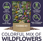 Perennial Wildflower Seeds Mixture - Bulk 1/4 Pound Bag - Over 60,000 Pure Live Seed - Open Pollinated and Non GMO