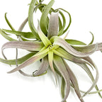 ragnaroc Air Plants - Tillandsia Cacticola, Jumbo 6-9" - 5ct - Live Arrival Guaranteed - House Plants for Home Decor & Gift