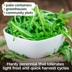 KVITER 2500 Roquette Arugula Seeds (Diplotaxis tenuifolia) - Arugula Fresh Organic & Non GMO Perennial Seed, Wild/Wall Rocket - Heirloom Herb Seeds for Planting in Outdoor & Indoor Garden