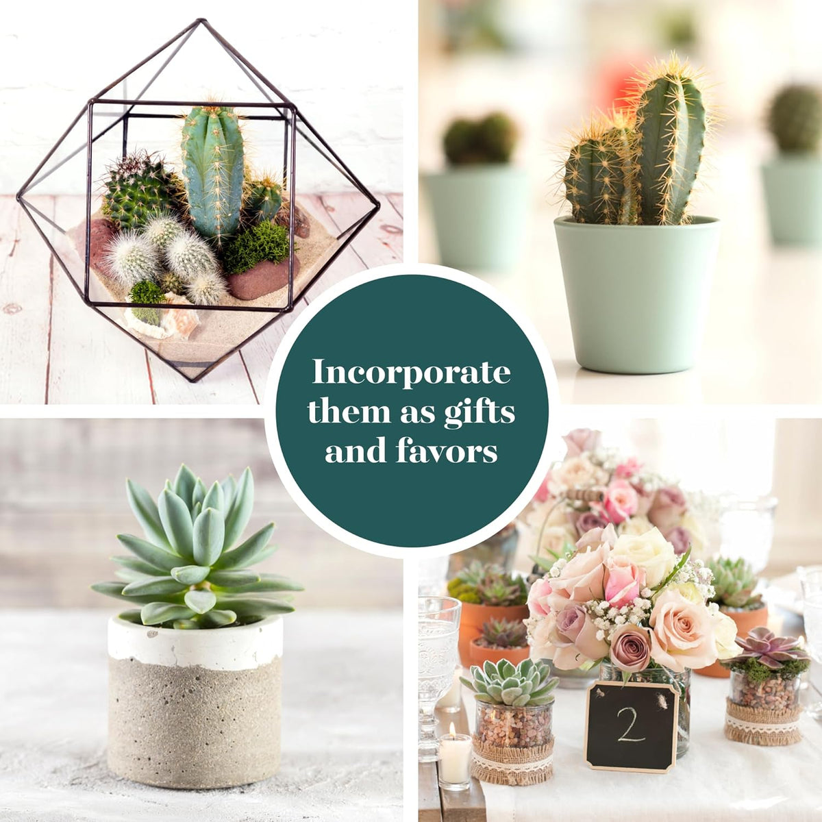 Shop Succulents Premium Live Mini Cactus and Succulent Plants in 2" Pots, Easy Care Indoor or Outdoor Gardening, Terrariums, Favors, & Contemporary Spaces with Hardy, Resilient Varieties, Pack of 40