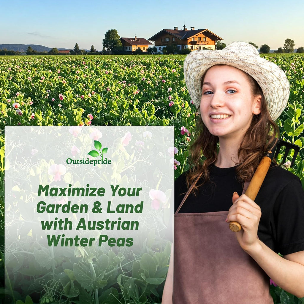 Outsidepride Austrian Winter Peas Seeds for Planting – 50 lbs Bag (Cool-Season Cover Crop, High-Protein Deer Food Plot Seed) Field Peas, Cover Crop Seeds, Spring Mix for Soil Health & Forage