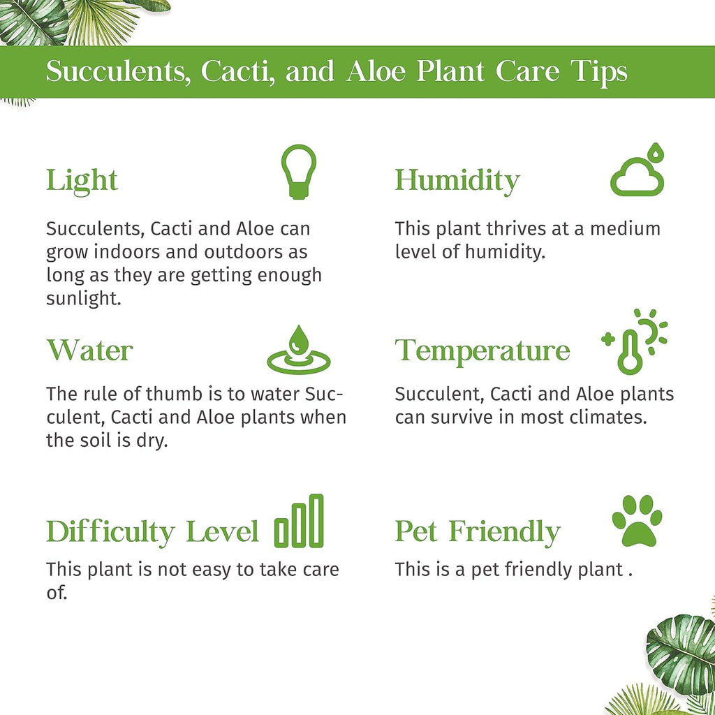 Aloe Vera Live Plant for Indoor | Different Houseplants in 4'' & 6'' Pot | Real House Plant for Living Room, Office, Desk & Bathroom