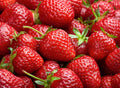 Harvest Glow Strawberry Plants - Grow Tasty Strawberries - Bare Root Plants (20 Plants)