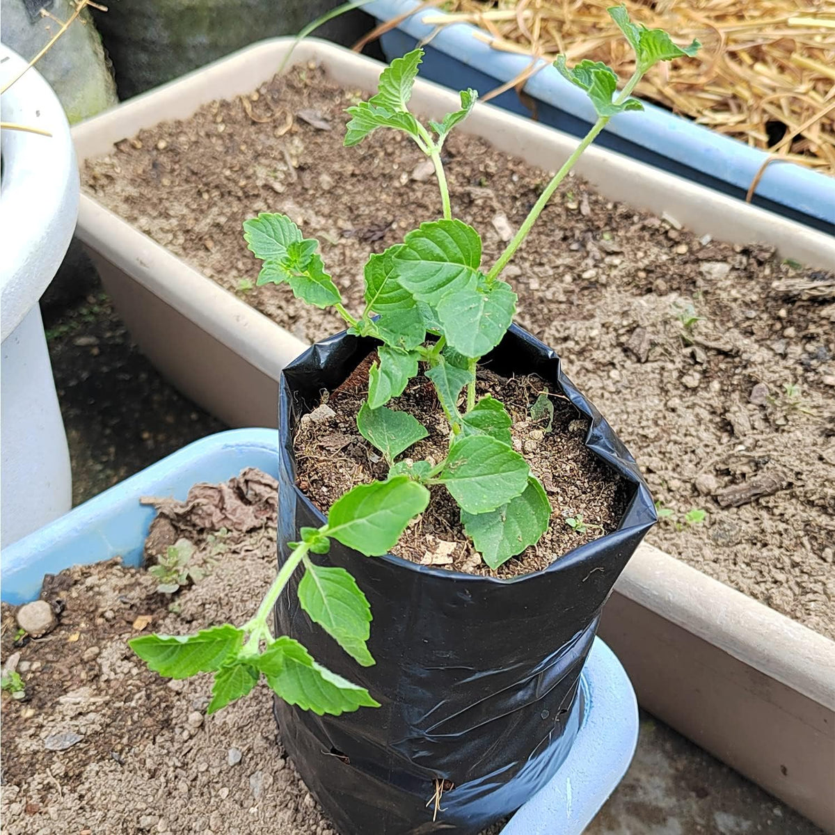 Belit 100 Pcs Plant Nursery Bags, Plastic Seedling Pots Container for Fruit Tree, Flower, Starting saplings, Plant Grow(4.7"x7.3")