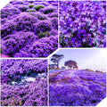 21500+ Creeping Thyme Flower Seeds for Planting Outdoor-Non-GMO Heirloom Magic Carpet Ground Cover Plants Thymus Serpyllum Plant in Your Home Garden