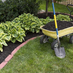 Fantastic Deal - 12 Bare Roots Hosta Plants - Mixed Heart-Shaped Hosta - Rich Green Foliage, Low Maintenance, Heart Shaped Leaves - Indoor and Outdoor