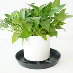 NIMYAU Plant Saucer 6 Inch 4 Pack,Thick Plastic with Raised Center Design Plant Saucers 8 10 12 14 17, Superior Drainage Drip Tray for Indoor Outdoor Planters (6 inch)