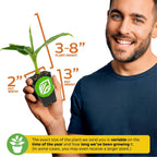 Dwarf Cavendish Banana Plant Live Tree - Musa by Wellspring Gardens – Starter Plant for Indoor and Outdoor Ambiance - Compact Size