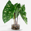 SUNPRAIRIE Tropical Artificial Plant in Clear Pot with Artificial Water, Wide Arrowhead Leaves. Faux Plants Indoor and Outdoor