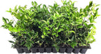 Curled Leaf Privet - Ligustrum Japonicum Recurvifolium - 3 Live Plants - Evergreen Flowering Privacy Hedge