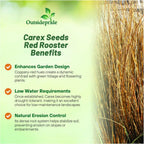 Outsidepride Carex Red Rooster Ornamental Grass Seed – 400 Pcs. Perennial, Low-Maintenance, Drought-Tolerant Grass Seeds with Low Growing Foliage for Borders, Ground Covers, & Outdoor Living Spaces