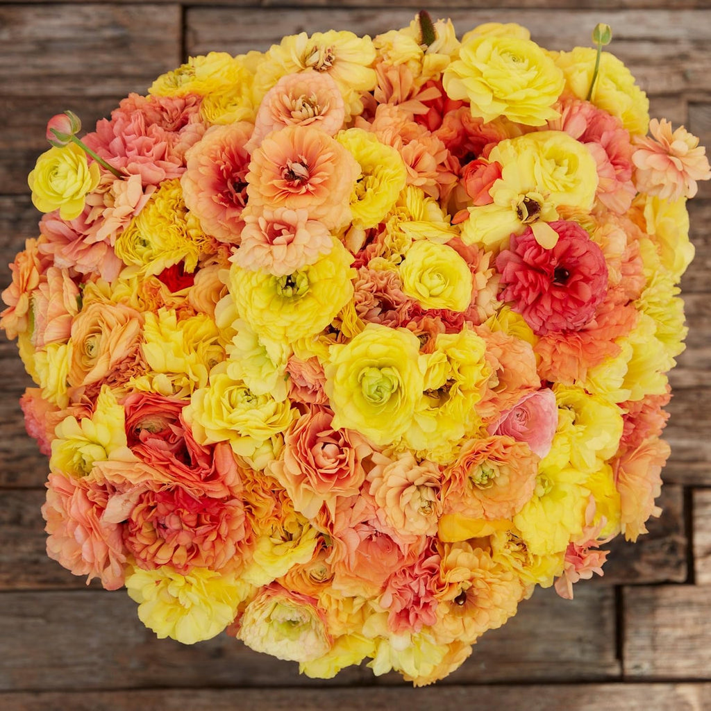 Eden Brothers Ranunculus Bulbs - Pastel Lemon