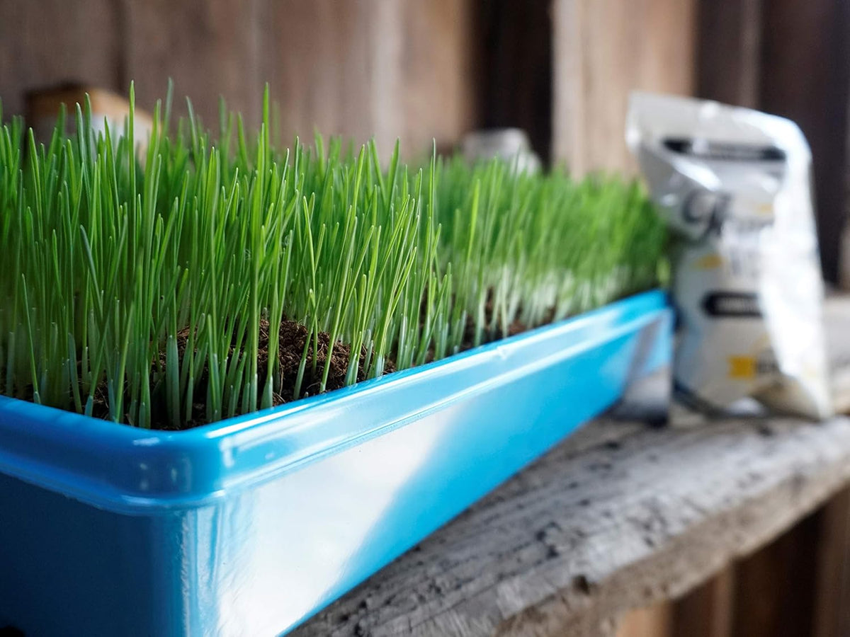 Non-GMO, Thunder Acres Premium Wheat Seed, Cat Grass Seed, Wheatgrass, Hard Red Winter Wheat (10 lbs.)