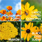 All Annual Wildflower Seeds Mix – 1 lb, 16,000+ Seeds – 21 Flower Varieties Including Poppy, Indian Blanket, Flax – Attracts Pollinators – Bulk Wildflower Seed for Planting