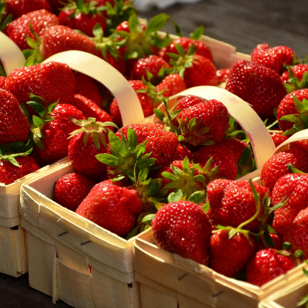 Everbearing Strawberry Plants - Harvest Strawberries Two to Three Times Per Year! Bare Root Everbearing Strawberry Plants from Hand Picked Nursery (25)