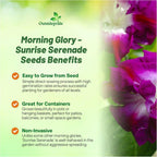 Outsidepride Sunrise Serenade Morning Glory Seeds - 100 Pcs. Annual, Climbing & Vining Flower Seeds for Planting Cerise & Purple Blooms, Ideal for Gardens, Trellises & Vertical Landscapes
