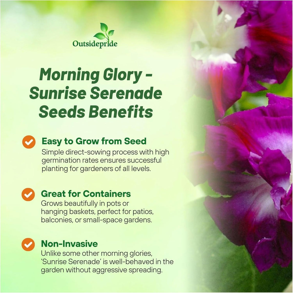 Outsidepride Sunrise Serenade Morning Glory Seeds - 100 Pcs. Annual, Climbing & Vining Flower Seeds for Planting Cerise & Purple Blooms, Ideal for Gardens, Trellises & Vertical Landscapes
