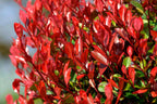 Photinia Red Tip - 30 Live Plants - Photinia x Fraseri - Evergreen Landscape Shrub