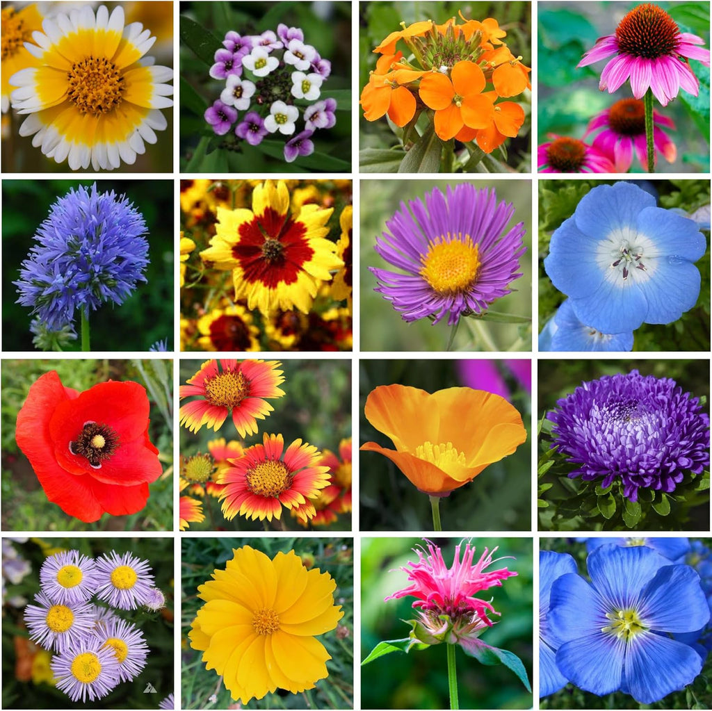 Wildflower Seed Mix 1LB Tub - Save The Bees Seed Mix, by GevaGrow | Bulk 300,000+ Seeds | Pollinator & Bee Attracting Flower Seeds Bulk for Planting in Pots & Outdoor Gardens | 1 Pound Tub