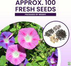 Climbing Vine Seeds for Planting – Colorful Mix of Climbing Flower Seeds: Morning Glory, Nasturtium, Black-Eyed Susan Vine, and Sweet Pea