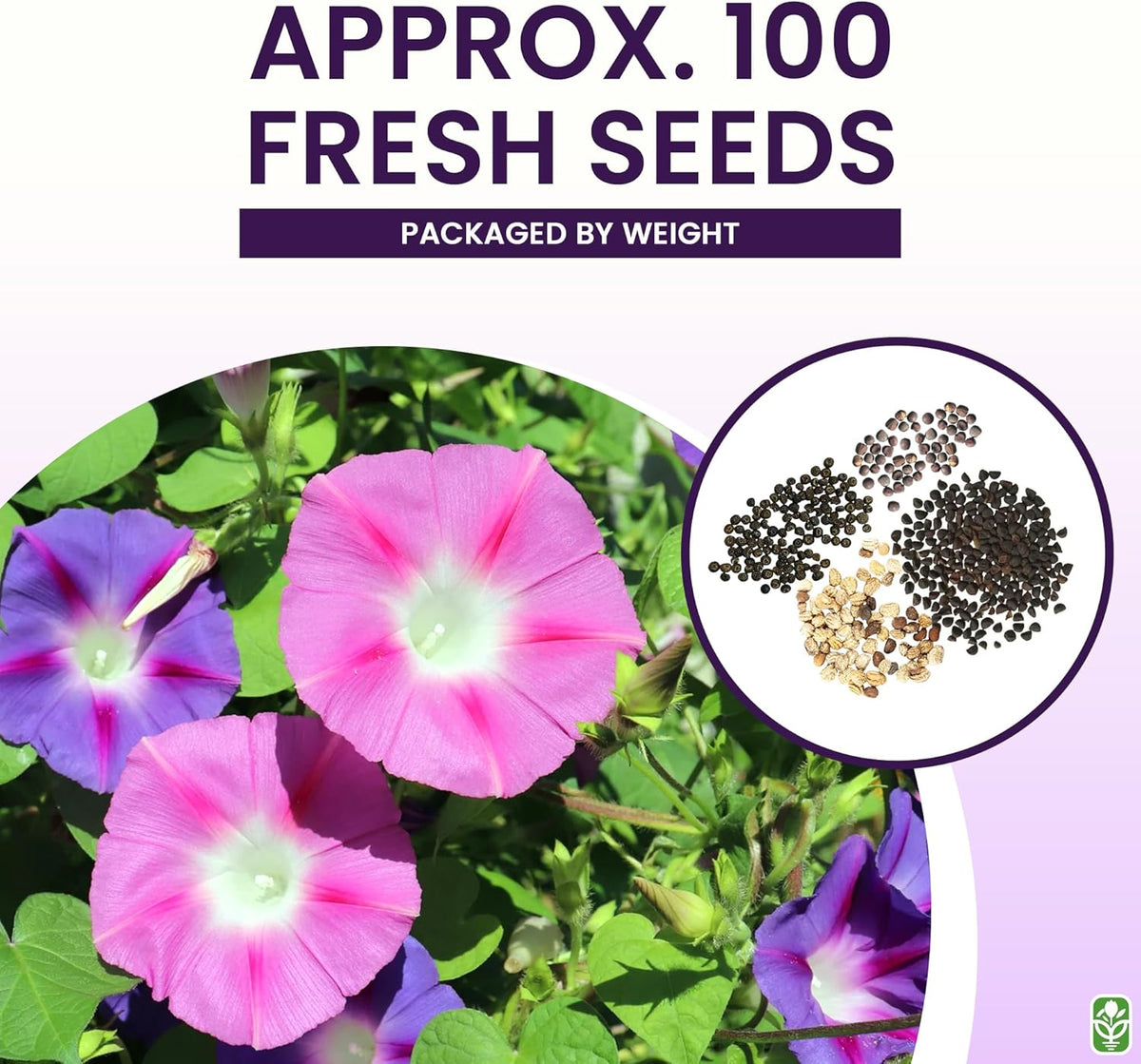 Climbing Vine Seeds for Planting – Colorful Mix of Climbing Flower Seeds: Morning Glory, Nasturtium, Black-Eyed Susan Vine, and Sweet Pea