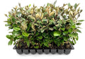Elaeagnus Pungens I 3 Live Plants I Thorny Olive I Hardy Evergreen Shrub with Fragrant Blooms, Perfect for Hedges, Screening & Ornamental Garden Display