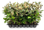 Elaeagnus Pungens I 40 Live Plants I Thorny Olive I Hardy Evergreen Shrub with Fragrant Blooms, Perfect for Hedges, Screening & Ornamental Garden Display