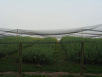 Excursions Aviary Netting 1" Heavy Knotted Poultry Net (25' x 25')