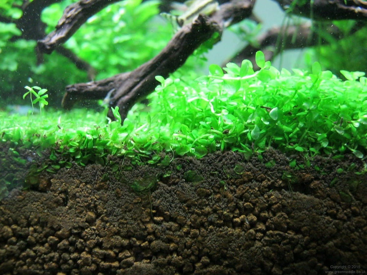 Foreground Potted Live Aquarium Plants | Freshwater Aquatic Plants for Aquariums (Potted Monte Carlo, 5 Pack)