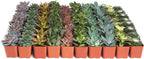 Shop Succulents Assorted Succulent Plant Pack Bulk Collection - Live Mini Succulent Plants, Low Maintenance, Mixture of Colors & Textures - Wedding and Party Favors, Gift & Garden, Pack of 64