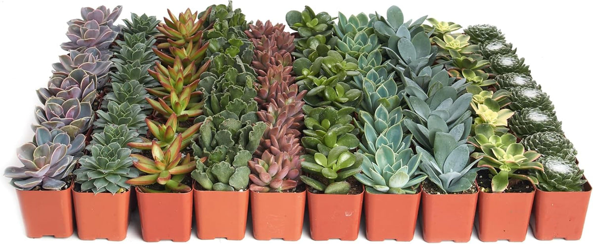Shop Succulents Assorted Succulent Plant Pack Bulk Collection - Live Mini Succulent Plants, Low Maintenance, Mixture of Colors & Textures - Wedding and Party Favors, Gift & Garden, Pack of 64