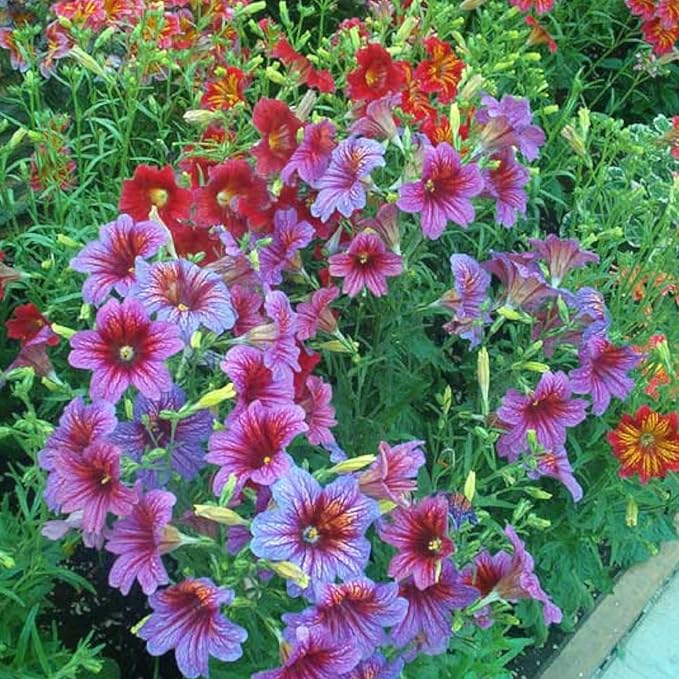ZEshops 100pcs Rare Chilean Morning Glory Seeds - Mixed Color Blooms for Stunning Annual & Perennial Flowers