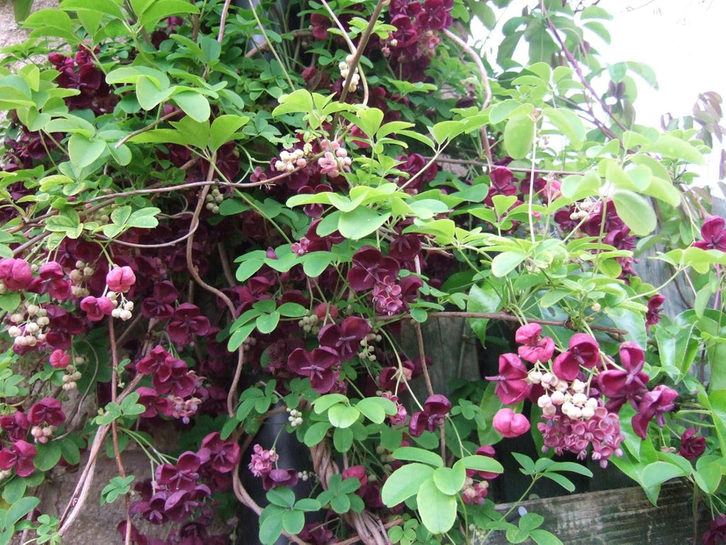Chocolate Vine Perennial - Edible - Akebia quinata - 2.5" Pot