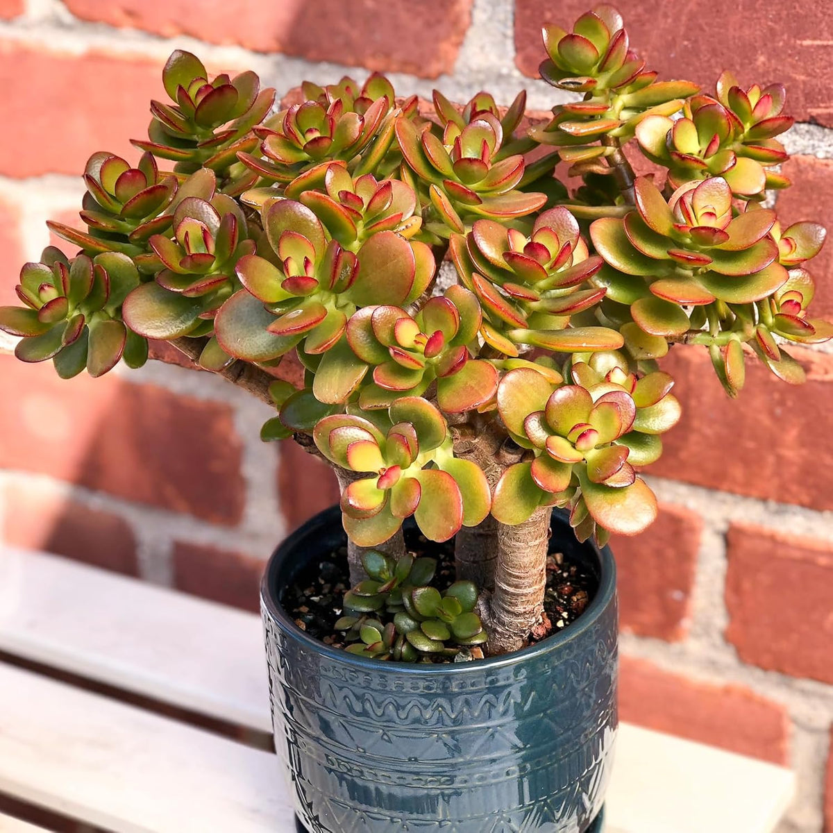 Sprout N Green Dwarf Jade - Crassula Ovata Crosby's Compact, Rare Cute Succulent Plant Fully Rooted in 2" Pot