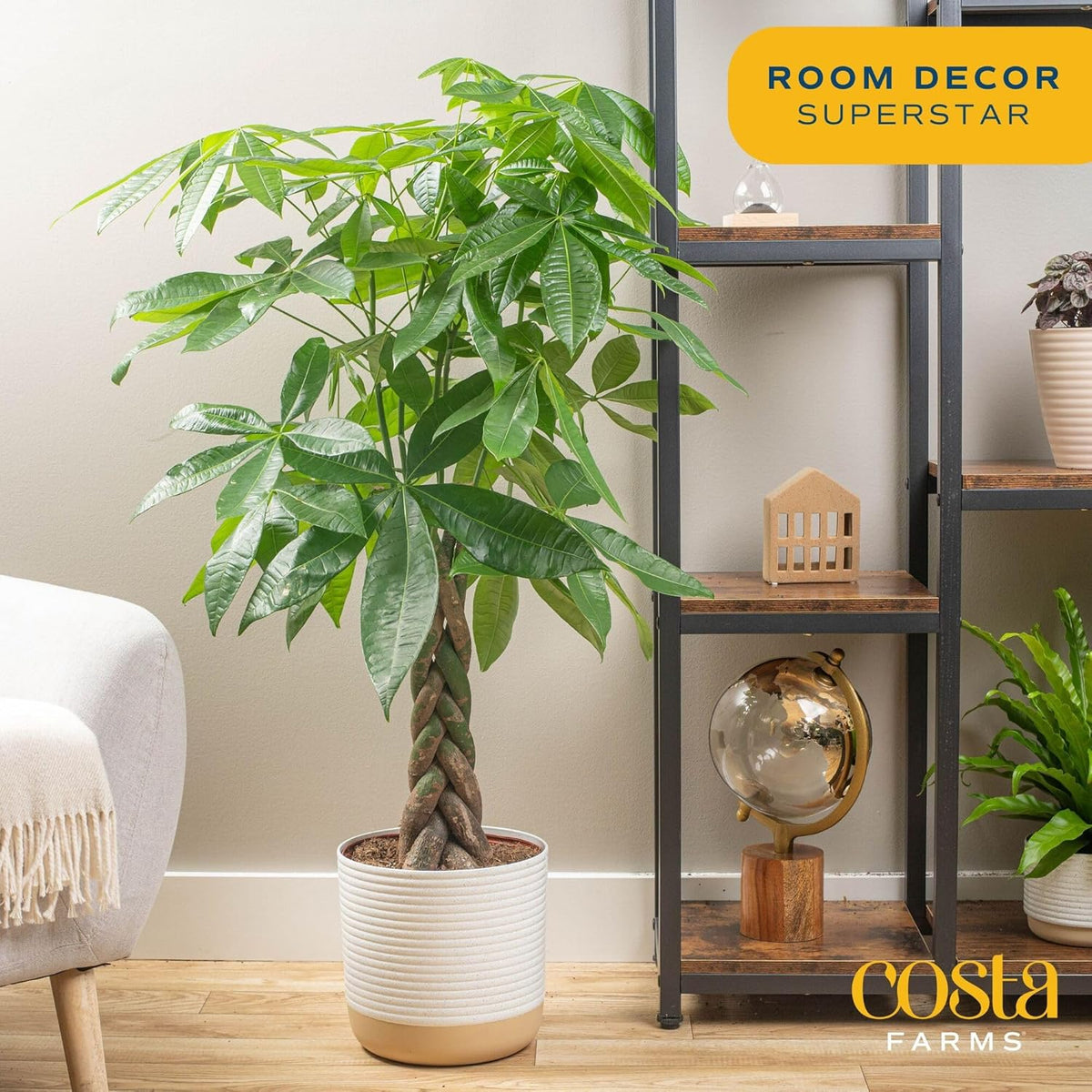 Costa Farms Money Tree Live Plant, Easy to Grow Houseplant Potted in Indoor Garden Pot, Pachira Bonsai in Potting Soil, Gift for Birthday, Housewarming, Thank You, Office and Home Decor, 3-4 Feet Tall