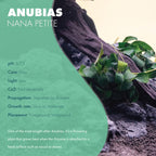 SubstrateSource Anubias Live Aquarium Plants - Potted Freshwater Plant for Fish Tanks, Terrariums - Beginner Friendly Low Light (Nana Petite, 1 Pot)