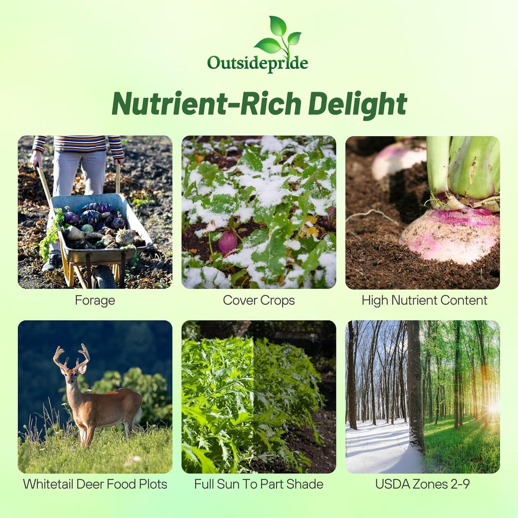 Outsidepride Purple Top Turnip Seeds -1 Lb High-Yield, High Protein Turnip Seed, Ideal Cover Crop, for Forage, Grazing Livestock, High Energy Deer Food Plot & Soil Improvement