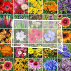 Eden Brothers South Dakota Wildflower Mixed Seeds for Planting, 1 oz, 30,000+ Seeds with Sweet Alyssum, Toadflax | Attracts Pollinators, Plant in Spring or Fall, Zones
