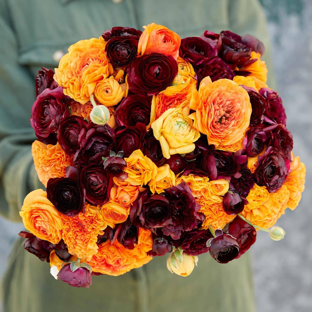 Eden Brothers Ranunculus Bulbs - Fire & Wine Mix